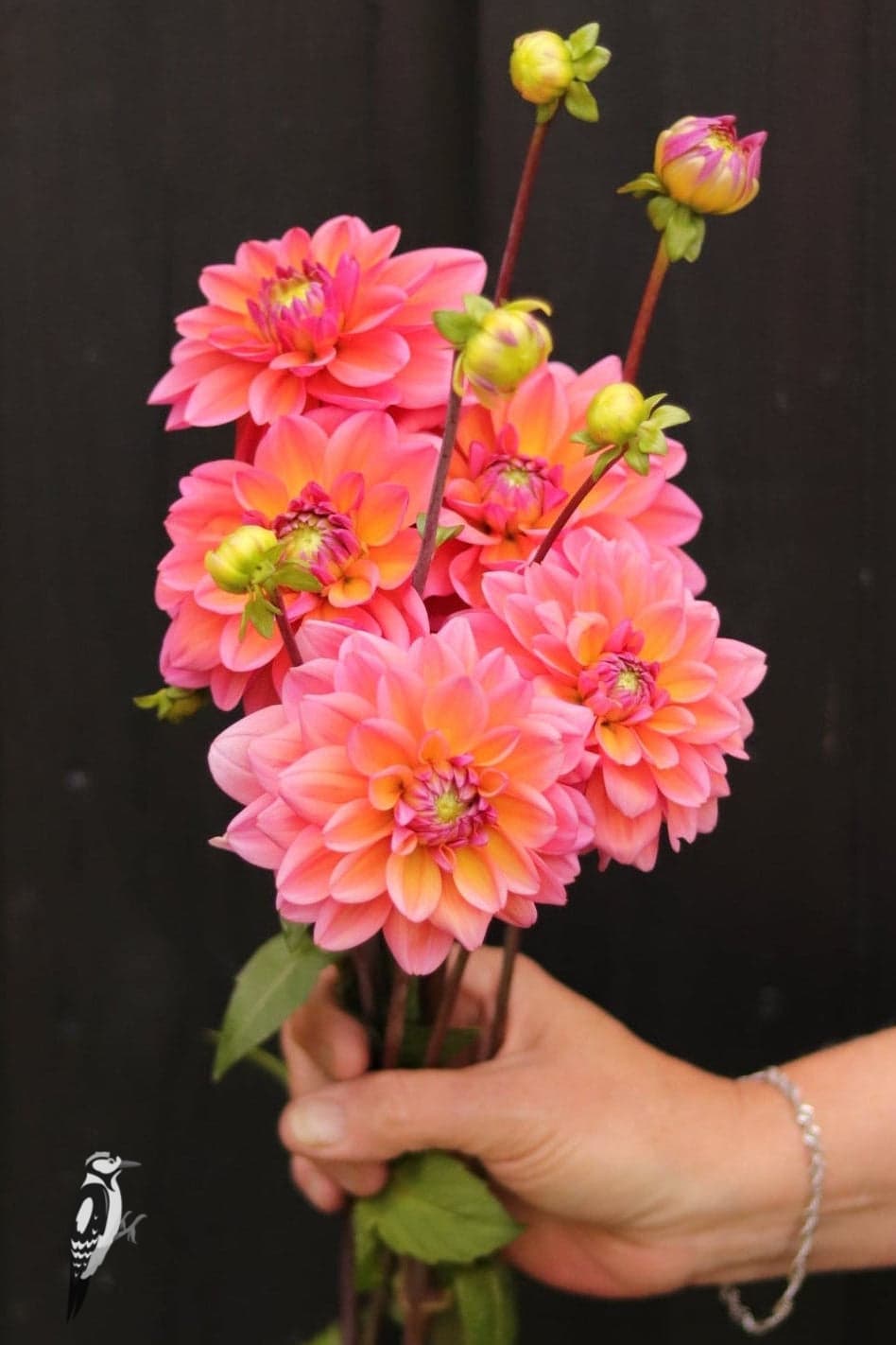 Dahlia Great Silence