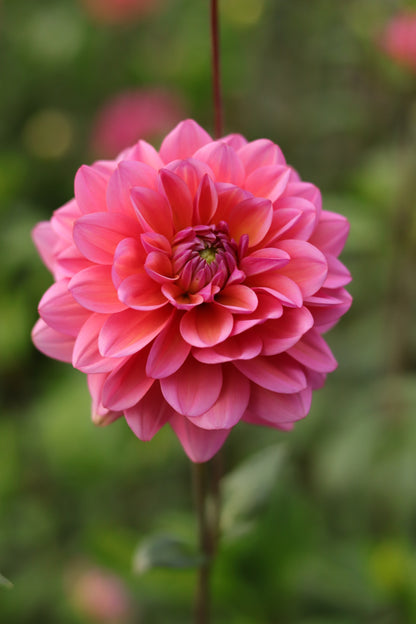 Dahlia Salmon Runner