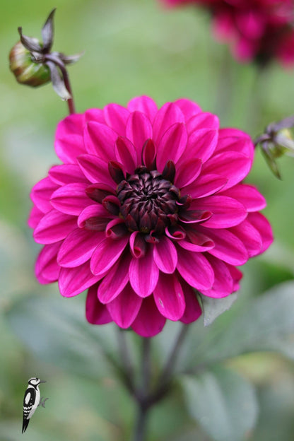 Dahlia Jennifer Mary Ellen
