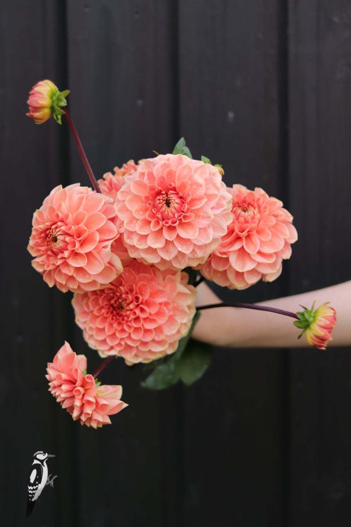 Dahlia Romance