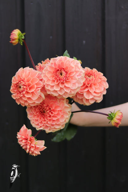 Dahlia Romance