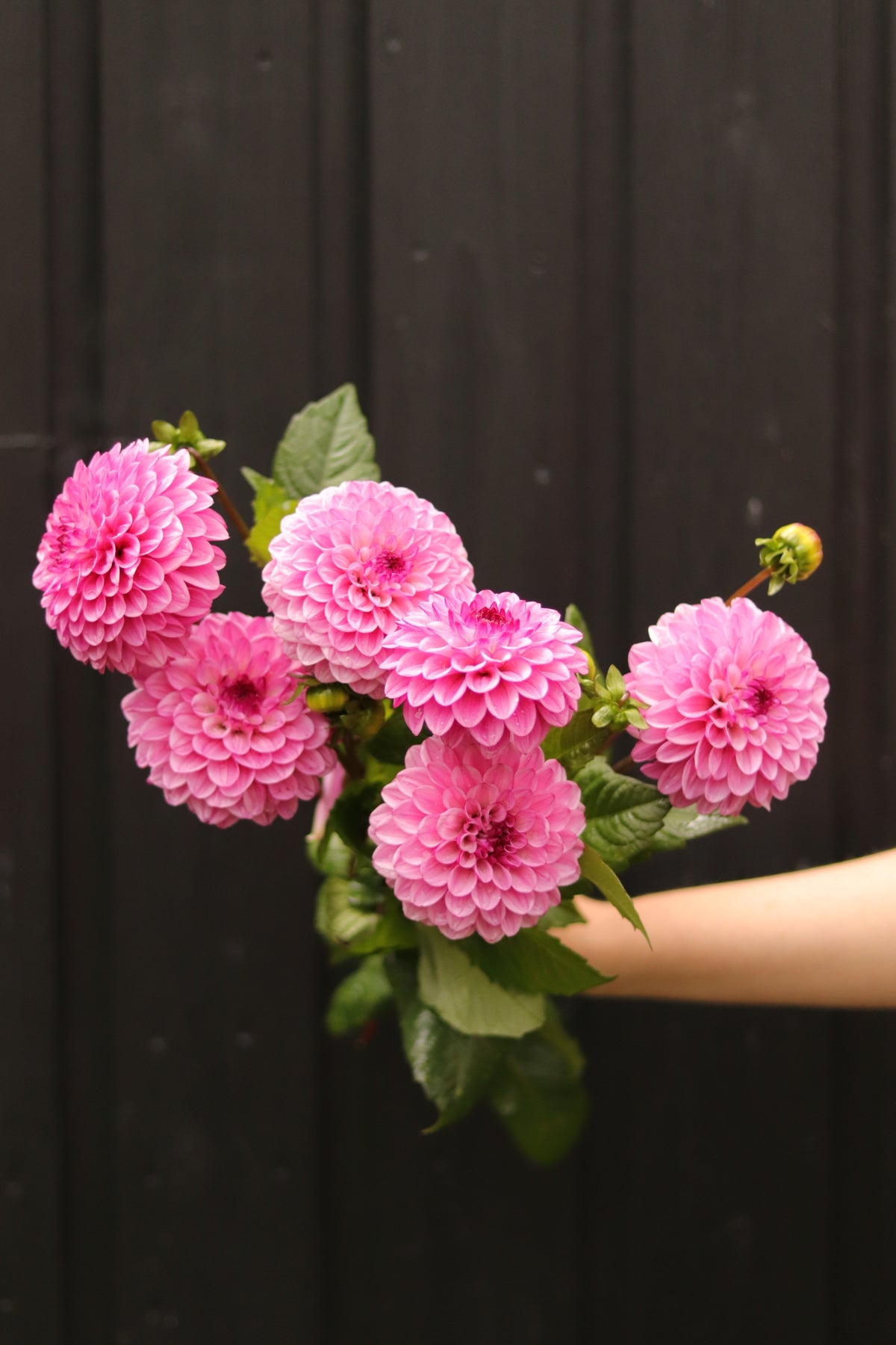 Dahlia Chicago