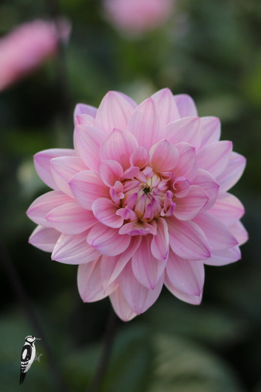 Dahlia Karma Prospero