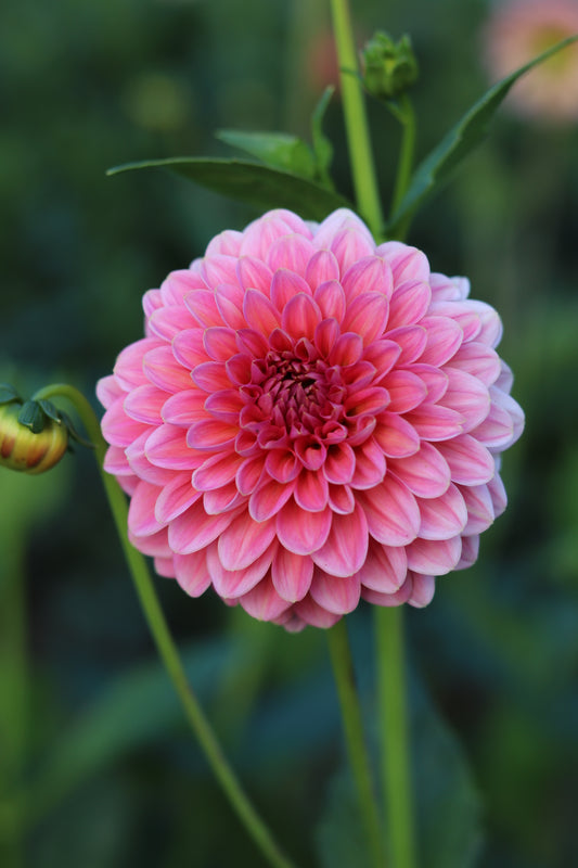 Dahlia Pink Runner
