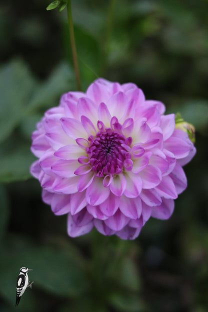 Dahlia Mediterranee