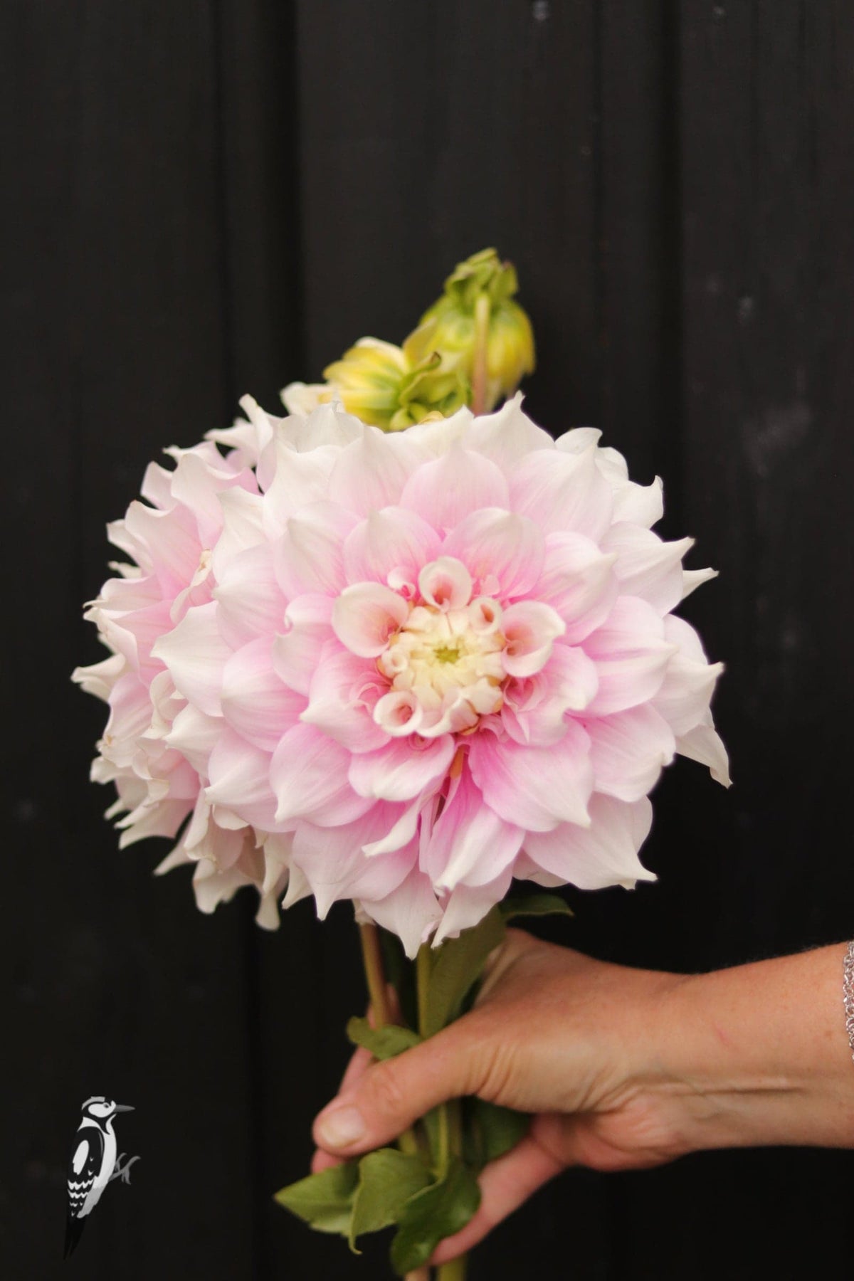 Dahlia Gitt's Perfection