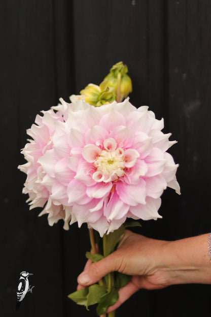 Dahlia Gitt's Perfection
