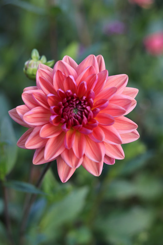 Dahlia Dutch Pearl