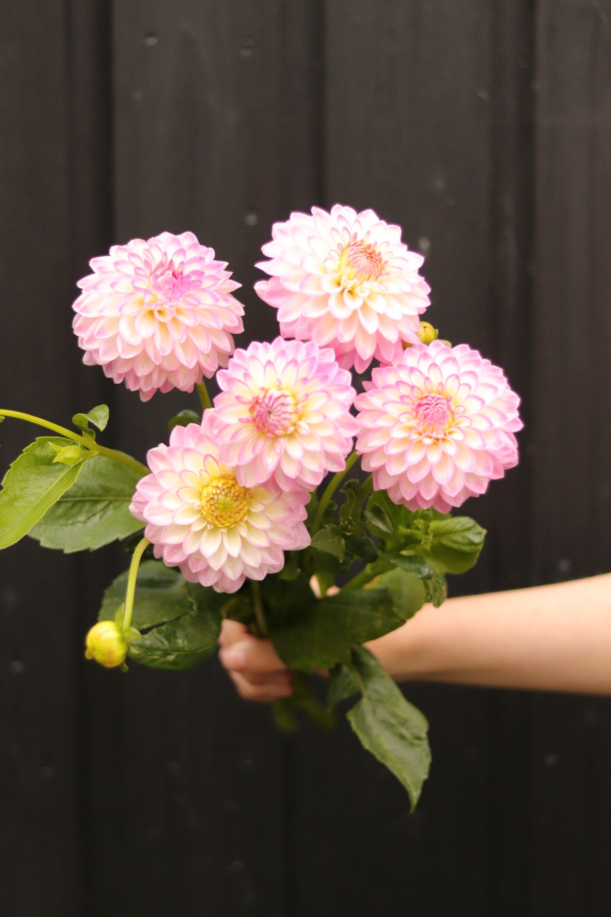 Dahlia Arbatax