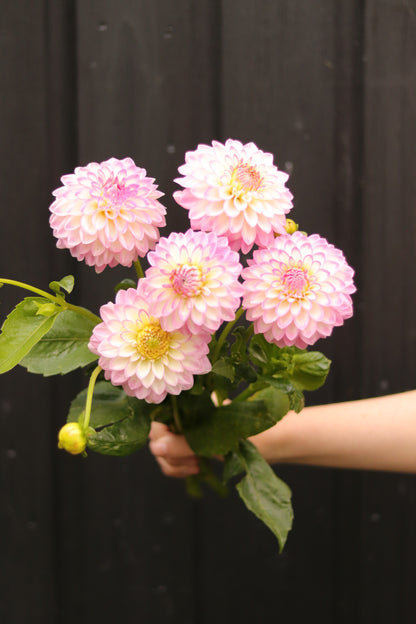 Dahlia Arbatax