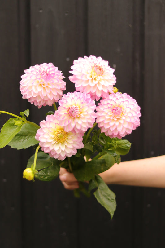 Dahlia Arbatax