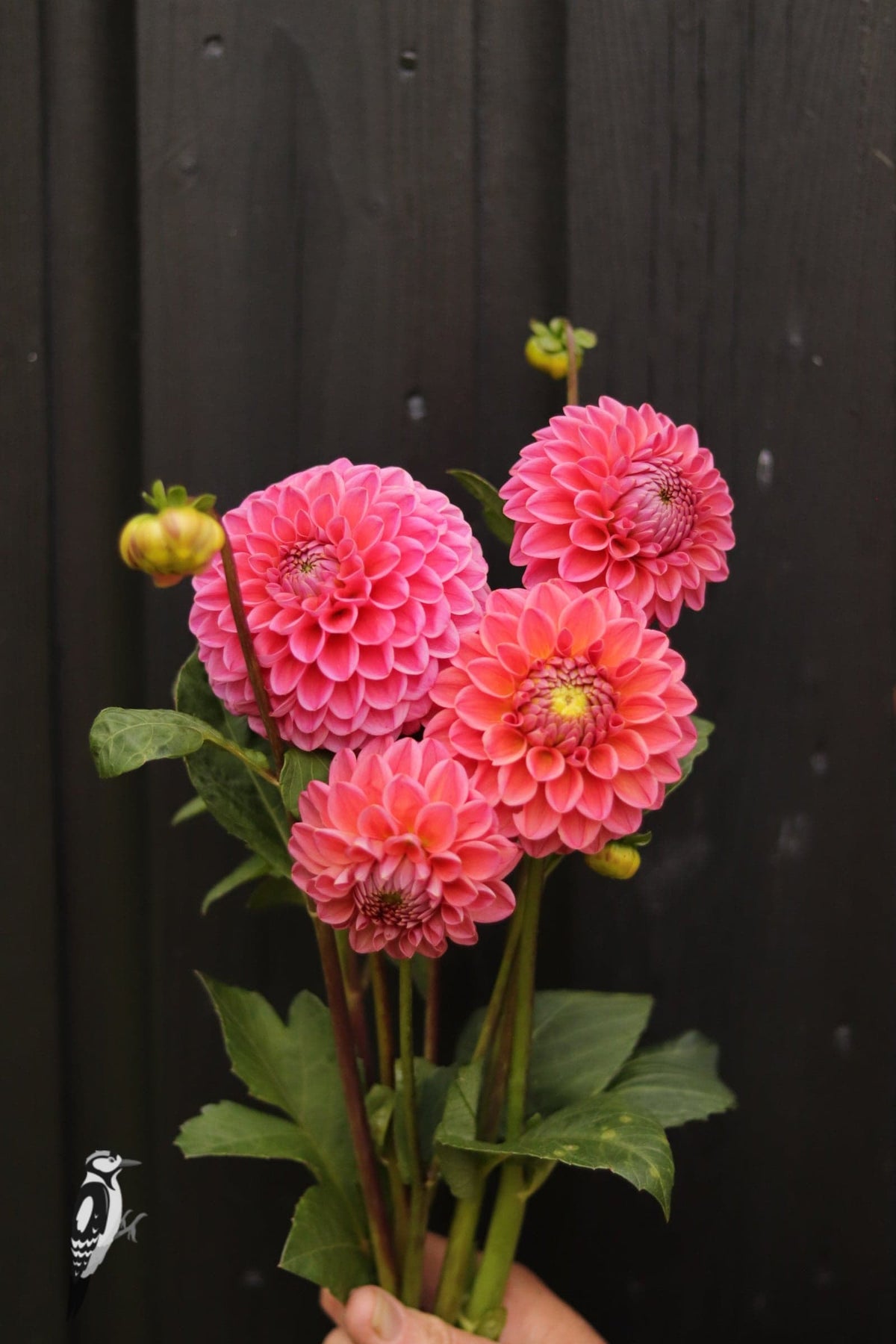 Dahlia Dikara Superb