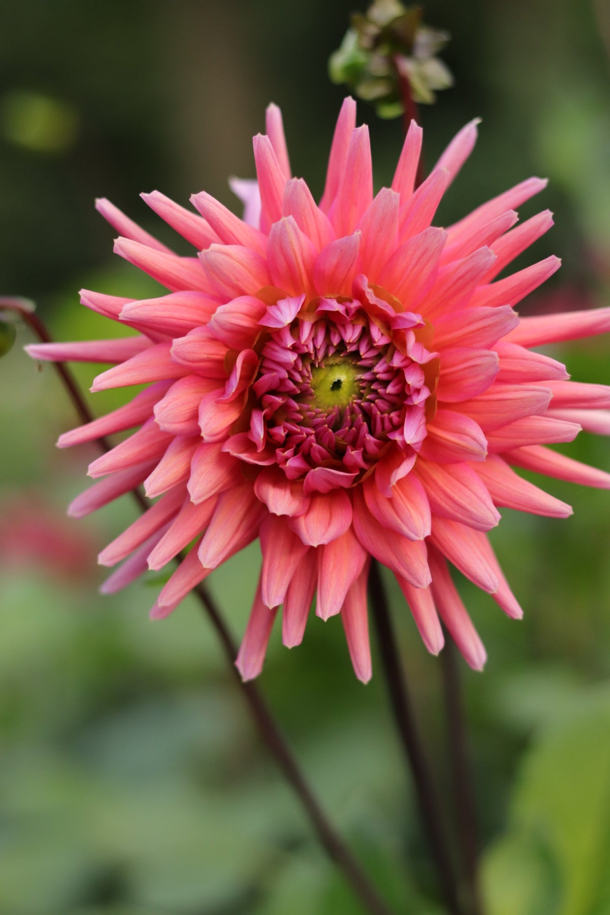 Dahlia Madeleine