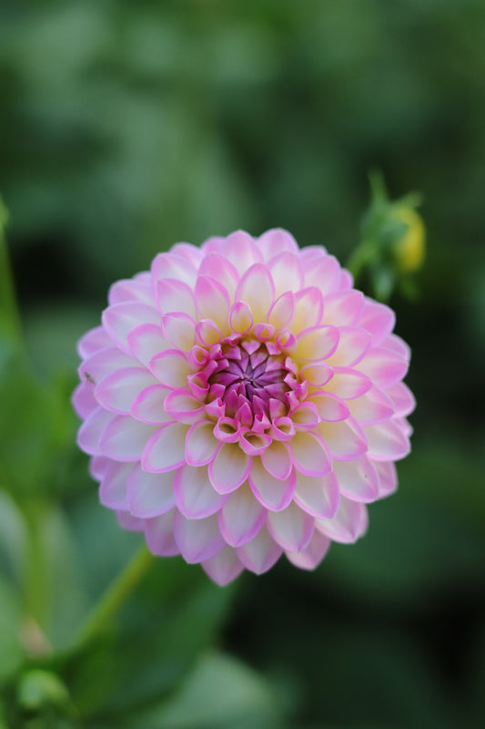 Dahlia Arbatax