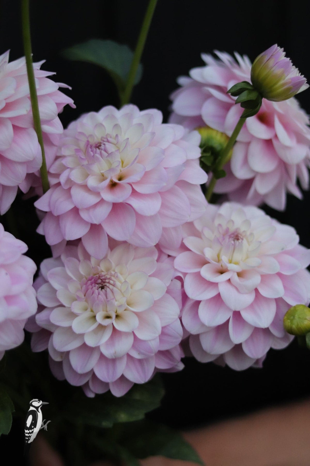 Dahlia Sefton Silvertop