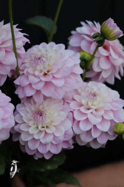 Dahlia Sefton Silvertop