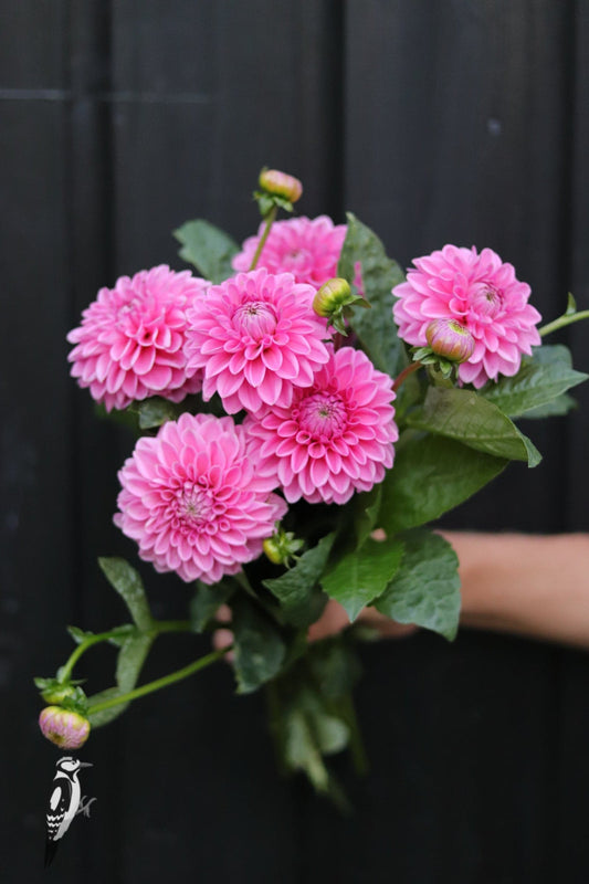 Dahlia Pink Sylvia