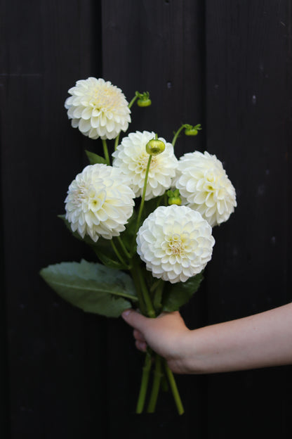Dahlia Boom Boom White