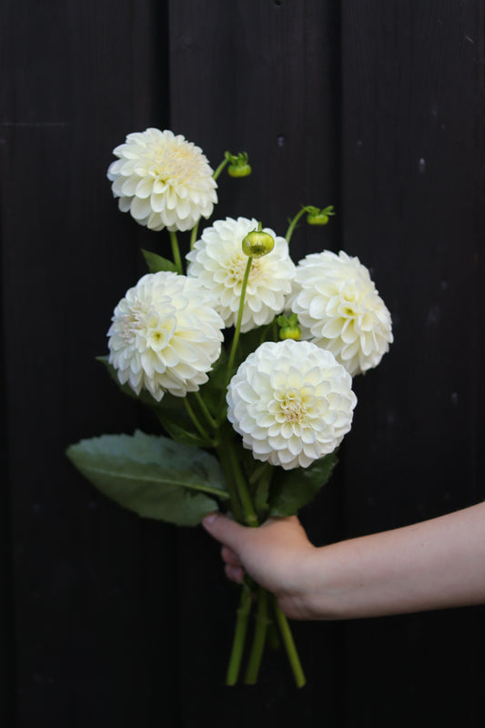 Dahlia Boom Boom White