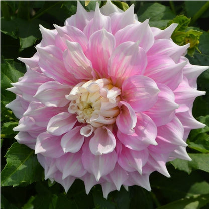 Dahlia Gitt's Perfection