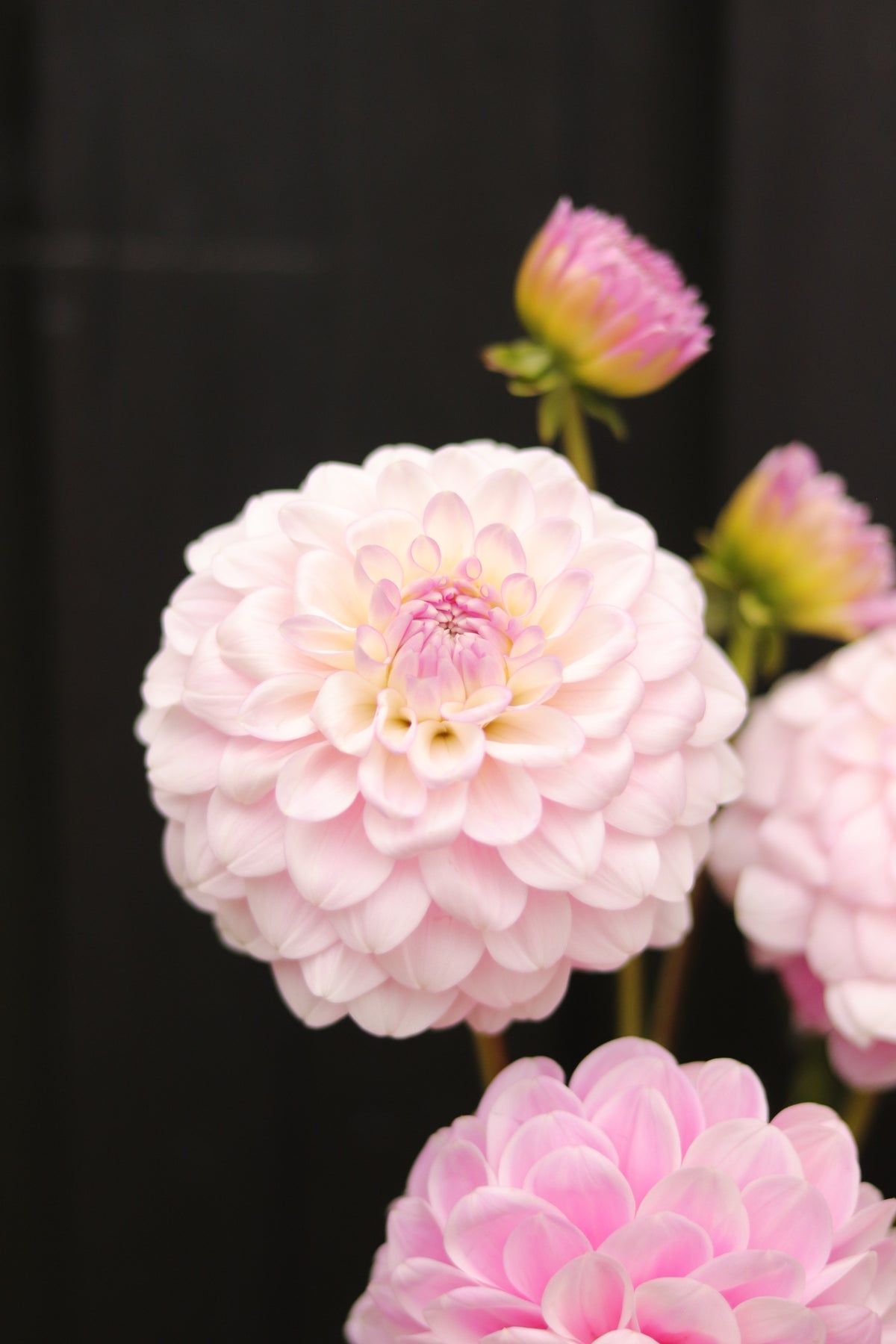 Dahlia Janick's Symphony