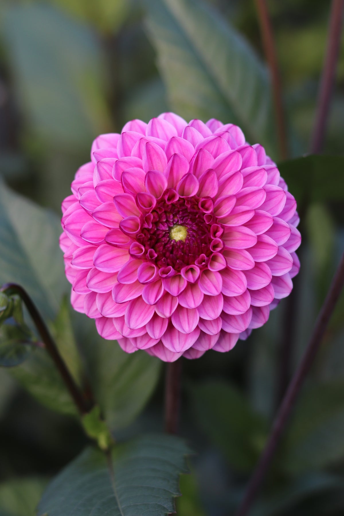 Dahlia Chicago