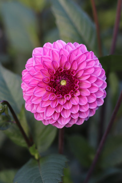 Dahlia Chicago