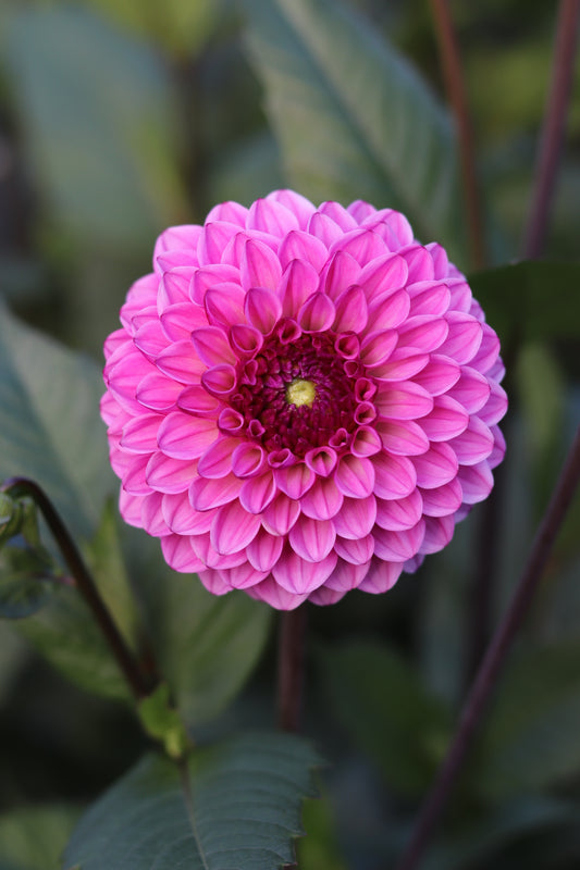 Dahlia Chicago