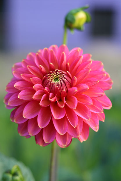 Dahlia Rina Bredie