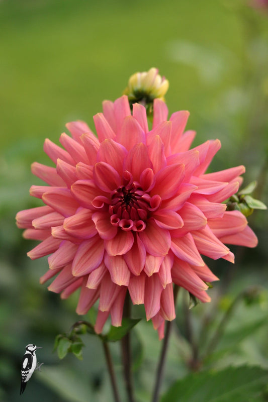 Dahlia Negroni Sunset
