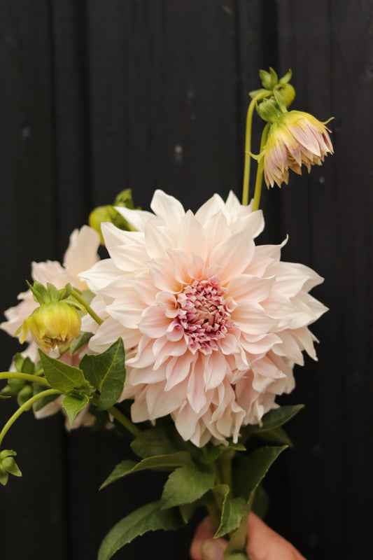 Dahlia Café au Lait