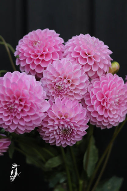 Dahlia Sweet Fabienne