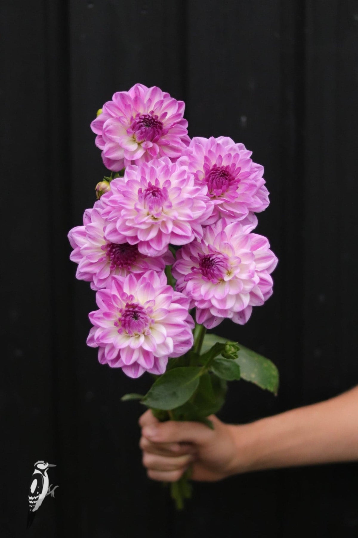 Dahlia Mediterranee