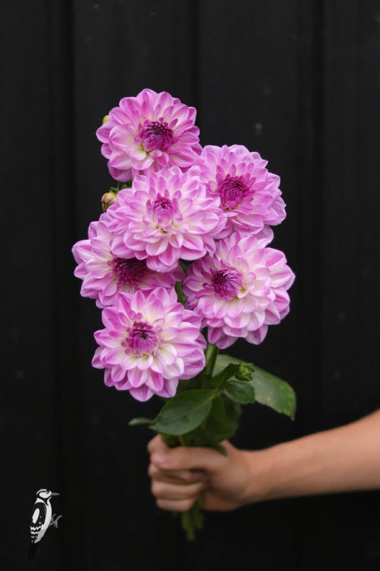 Dahlia Mediterranee